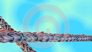 A 3D rendering of the actin cytoskeleton