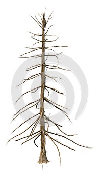 3D Rendering Alaska Cedar Tree on White