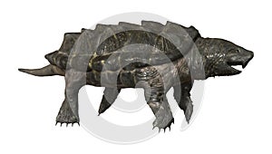 3D Rendering Alligator Snapping Turtle on White