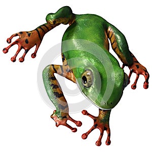 3D Rendering Amazon Tree Frog on White