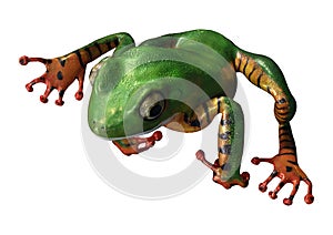 3D Rendering Amazon Tree Frog on White