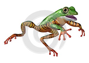 3D Rendering Amazon Tree Frog on White
