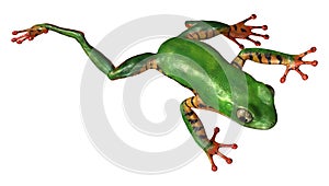 3D Rendering Amazon Tree Frog on White