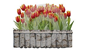 3d rendering of beautiful tulip flower photo