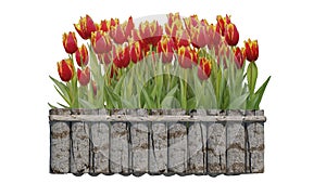 3d rendering of beautiful tulip flower