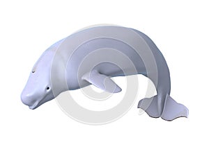 3D Rendering Beluga White Whale on White