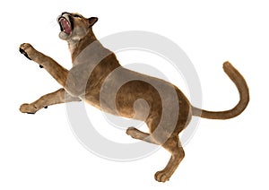 3D Rendering Big Cat Puma on White