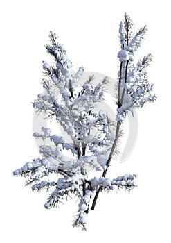 3D Rendering Bush Under Snow on White