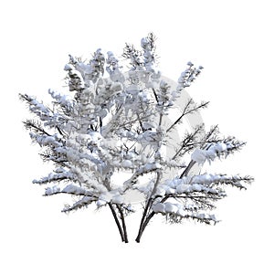 3D Rendering Bush Under Snow on White