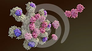prcess of Caspase-9 is activated on the apoptosome complex