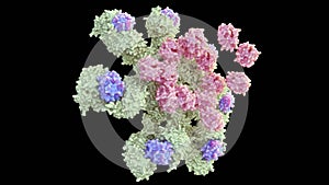 process of Caspase-9 is activated on the apoptosome complex