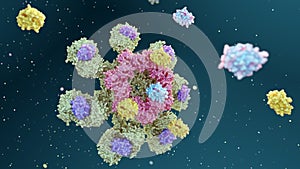 process of Caspase-9 is activated on the apoptosome complex