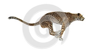 3D Rendering Cheetah on White