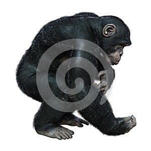 3D Rendering Chimpanzee on White