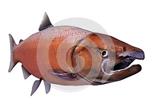 3D Rendering Chinook Salmon Fish on White