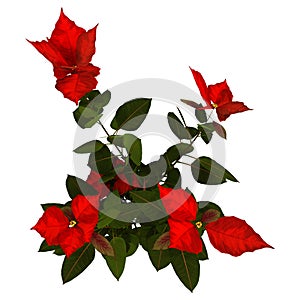 3D Rendering Christmas Star Plant on White