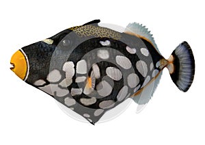 3D Rendering Clown triggerfish on White