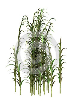 3D Rendering Clumping Bamboo Trees on White