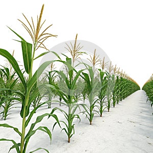 3D rendering corn field isolated on white background photo