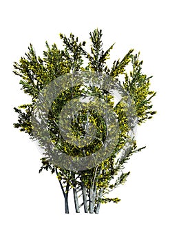 3D Rendering Creosote Bush on White photo