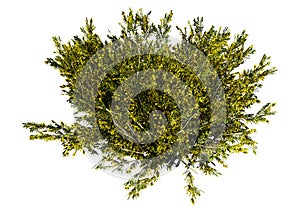 3D Rendering Creosote Bush on White photo