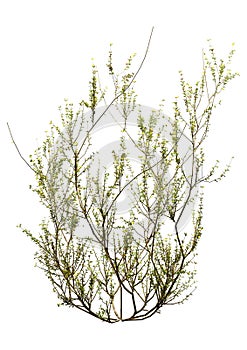 3D Rendering Creosote Bush on White photo