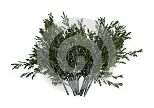 3D Rendering Creosote Bush on White photo