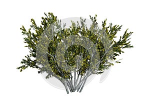 3D Rendering Creosote Bush on White photo