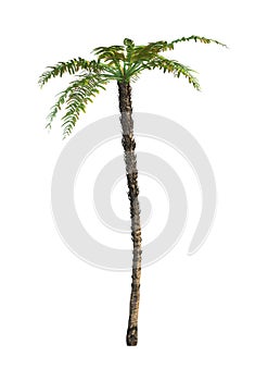 3D Rendering Dicksonia Tree on White
