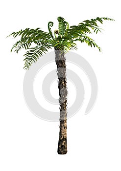 3D Rendering Dicksonia Tree on White
