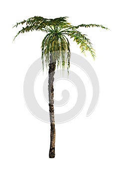 3D Rendering Dicksonia Tree on White