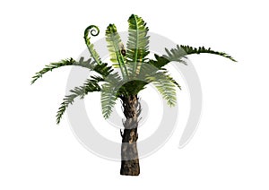 3D Rendering Dicksonia Tree on White