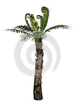 3D Rendering Dicksonia Tree on White