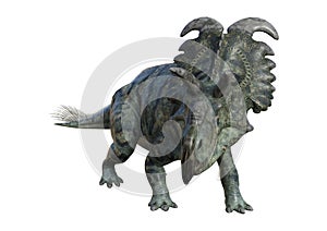 3D Rendering Dinosaur Albertaceratops on White
