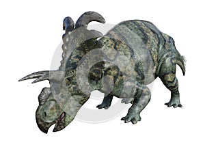 3D Rendering Dinosaur Albertaceratops on White