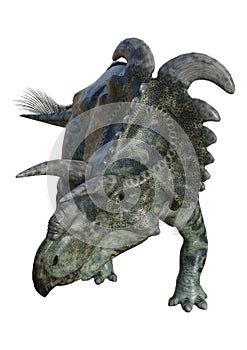 3D Rendering Dinosaur Albertaceratops on White