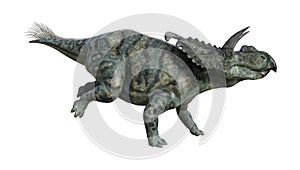 3D Rendering Dinosaur Albertaceratops on White