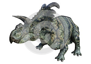3D Rendering Dinosaur Albertaceratops on White