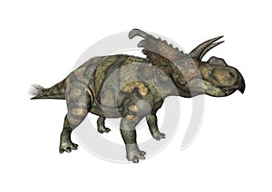 3D Rendering Dinosaur Albertaceratops on White