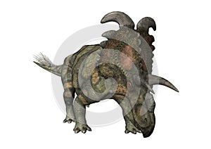 3D Rendering Dinosaur Albertaceratops on White
