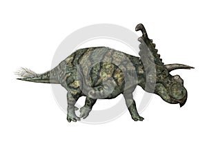 3D Rendering Dinosaur Albertaceratops on White