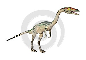 3D Rendering Dinosaur Coelophysis on White