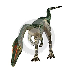 3D Rendering Dinosaur Coelophysis on White