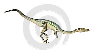 3D Rendering Dinosaur Coelophysis on White