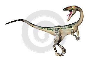 3D Rendering Dinosaur Coelophysis on White