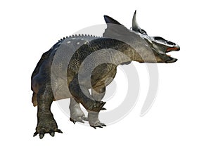 3D Rendering Dinosaur Diceratops on White