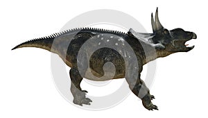 3D Rendering Dinosaur Diceratops on White