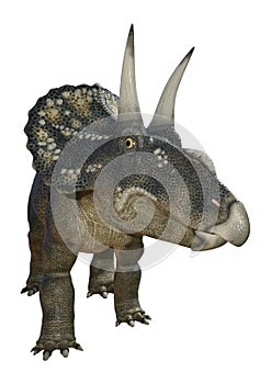 3D Rendering Dinosaur Diceratops on White