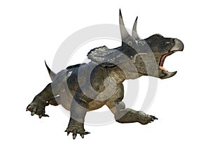 3D Rendering Dinosaur Diceratops on White