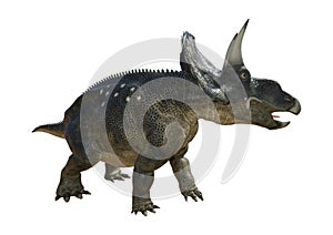 3D Rendering Dinosaur Diceratops on White